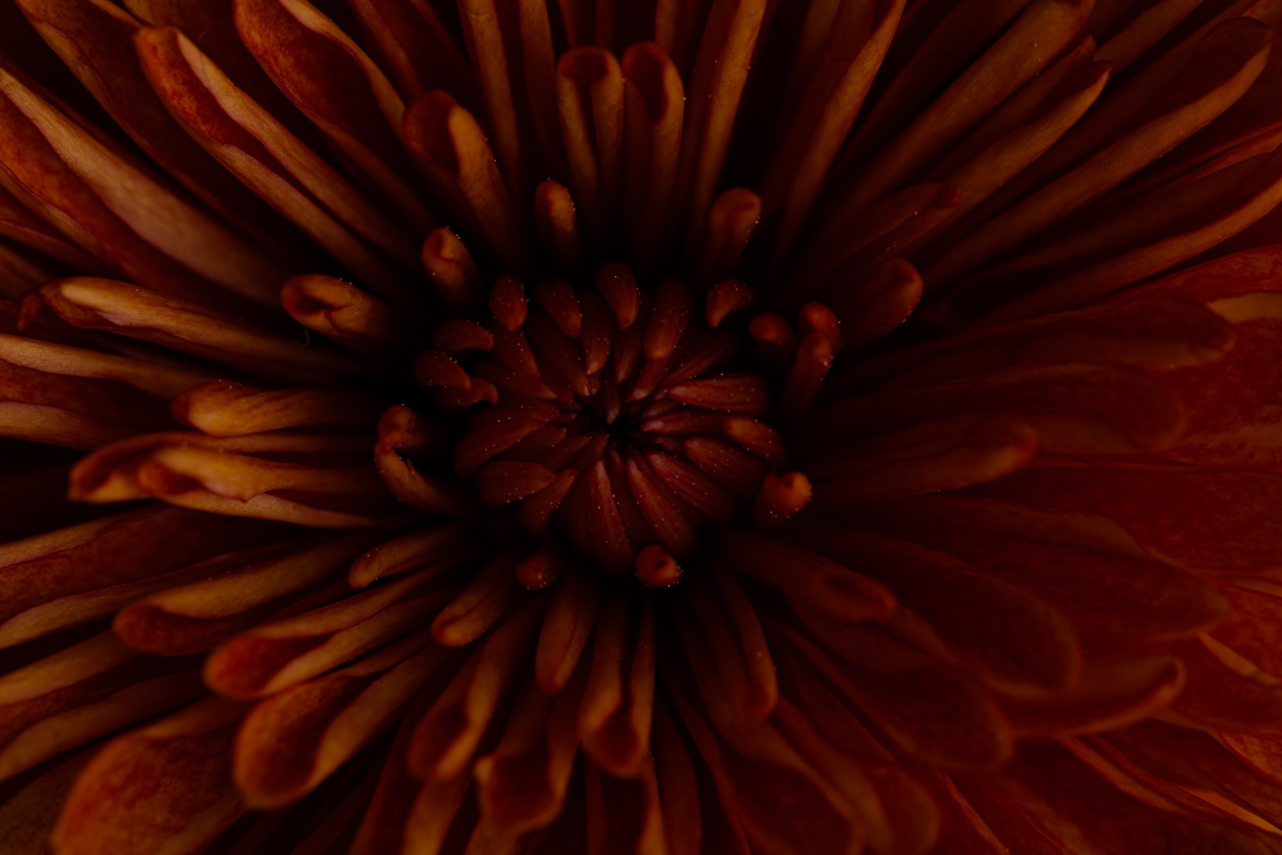 Blomst